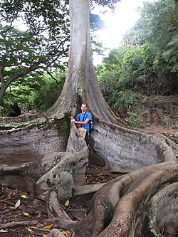 Ficus tree with buttress roots