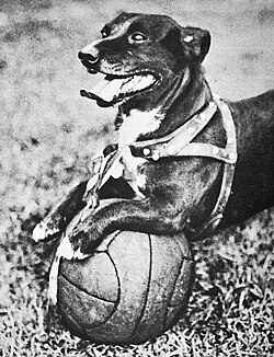 "Napoleón", the team's mascot, died in a car accident in 1938