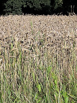 Bread wheat, Triticum aestivum, is considered a cultigen, and is a distinct species from other wheats according to the biological species concept. Many different cultivars have been created within this cultigen. Many other cultigens are not considered to be distinct species, and can be denominated otherwise.