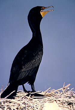 Double-crested cormorant
