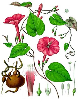 Vera Cruz jalap (I. purga) from Köhler's Medicinal Plants
