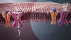 Reduced insulin secretion or weaker effect of insulin on its receptor leads to high glucose content in the blood.