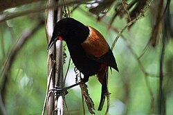 Saddleback looking for insects