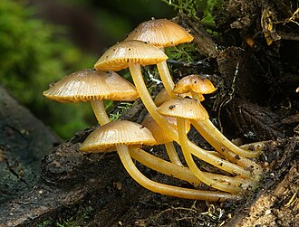 Mature Mycena leaiana, a kind of mushroom, in Mount Field National Park