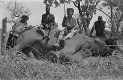 A hunter and local guides with an elephant they shot, 1970