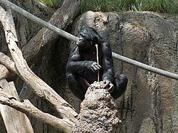 A bonobo fishing for termites with a prepared stick