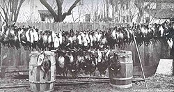 Poached ducks in Lake Ontario, 1915.