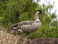The nene (Branta sandvicensis) is endemic to the Hawaiian islands, but was introduced to WWT Slimbridge in the UK to increase its numbers for reintroduction to its native range.