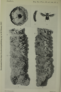 A mud cylinder created by a tabanid before pupation
