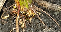 Wasps feeding on the stems of Jerusalem artichokes