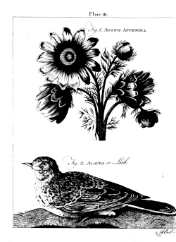 A copperplate by Andrew Bell from the 1st edition