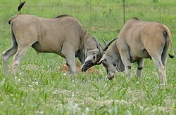 Two males fighting over dominance at Rietvlei Nature Reserve