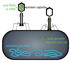 Some bacteriophages inject their genomes into bacterial cells (not to scale).
