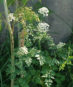 Contrast between hemlock water dropwort (Oenanthe crocata, right) and poison hemlock (Conium maculatum, spotted stems on left)