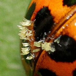 Hesperomyces harmoniae on Harmonia axyridis.