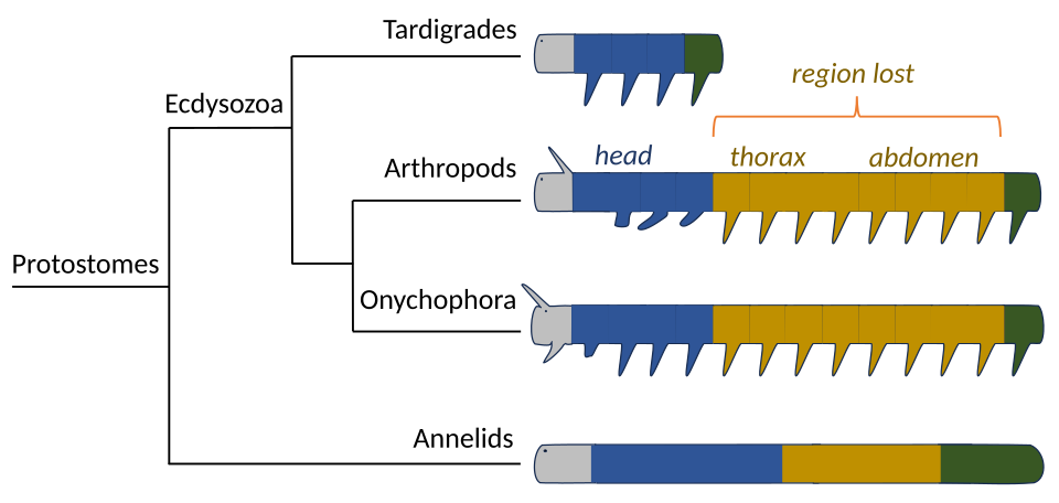 Tardigrade body plan compared to arthropods, onychophora, and annelids. Tardigrades have lost the whole middle section of the ecdysozoan body plan, and its Hox genes.[69][68]