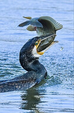 A Cormorant eating a fish at Taudaha Lake