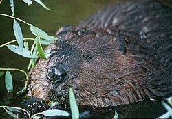 Beavers are the prototypical ecosystem engineer because of the effects their dams have on channel flow, geomorphology, and ecology.