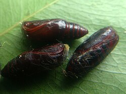 Curoba sangarida pupa