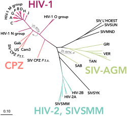 Phylogenetic tree of the SIV and HIV viruses showing clades (subtypes) of the virus.