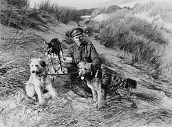 Handler with his messenger dogs, in service with the British Army, in France during World War I, 1 January 1918