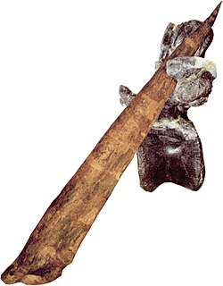 Allosaurus tail vertebra punctured by a Stegosaurus thagomizer