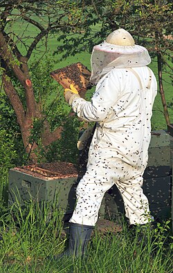 Beekeepers often wear protective clothing to protect themselves from stings.