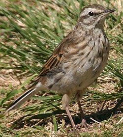 New Zealand pipit Anthus novaeseelandiae novaeseelandiae, displaying a prominent moustachial stripe