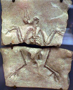 Palaeortyx skeleton, Muséum national d'histoire naturelle, Paris