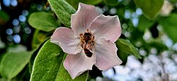 The foraging behavior of a honeybee