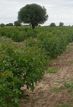 Jatropha plantation in the dry center/west of the Paraguay Chaco