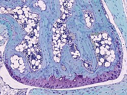 Section from mouse joint showing cartilage (purple)