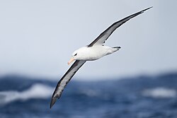 The black-browed albatross regularly flies hundreds of kilometres across the nearly empty ocean to find patches of food.