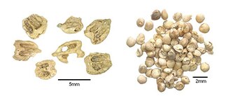 Mineralized Plant Remains. Left to right: grape endosperms (Vitis vinifera sp.); and fig seeds (Ficus cf. carica).