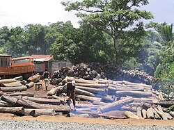 Rosewood is illegally logged from Masoala and Marojejy national parks, with the heaviest exploitation occurring after the 2009 political crisis.