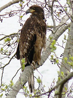 First-year juvenile bald eagle at Anacortes, Washington, United States