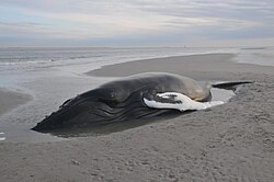 Beached humpback whale