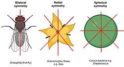 Illustration depicting the difference between bilateral (Drosophila), radial (actinomorphic flowers) and spherical (coccus bacteria) symmetry