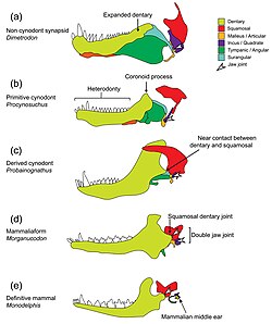 Diagram showing synapsid jaw evolution from early "pelycosaur" synapsids to modern mammals