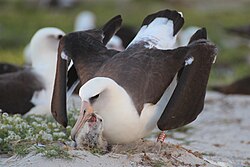 Wisdom, a Laysan albatross and the oldest confirmed wild bird