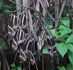 Zebra Longwing butterflies (Heliconius charitonius) sleeping in a nocturnal communal roost.