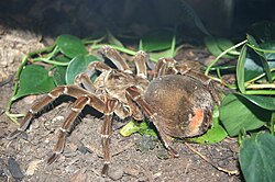 Goliath birdeater