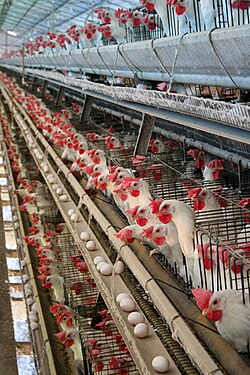 Laying hens in battery cages