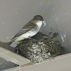 Adult eastern phoebe removing fecal sac of a fledgling