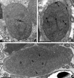A parasite of genus Nosema