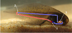 Juvenile amphibian circulatory systems are single loop systems which resemble fish. Internal gills where the blood is reoxygenatedPoint where the blood is depleted of oxygen and returns to the heart via veinsTwo chambered heart Red indicates oxygenated blood, and blue represents oxygen depleted blood.