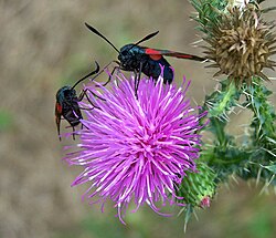 Six-spot burnet moths on a thistle flowerhead