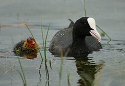 Coot in Hard am Bodensee