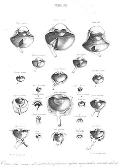 The horizontal section diagrams of different forms of eyes. The top left is of an eagle (Falco chrysaëtos), and shows the pleated shape. The top middle is of an ostrich (Struthio camelus), and shows the vaned shape. In some, like the Anas cygnus, the pectan almost touching the lens.