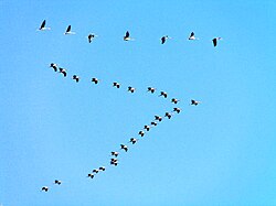 Eurasian cranes in a V formation